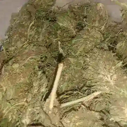 INDIAN GANJA
