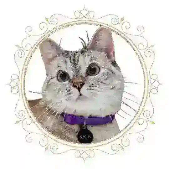 Nala Cat Official