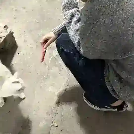 秋羽数据号交流群