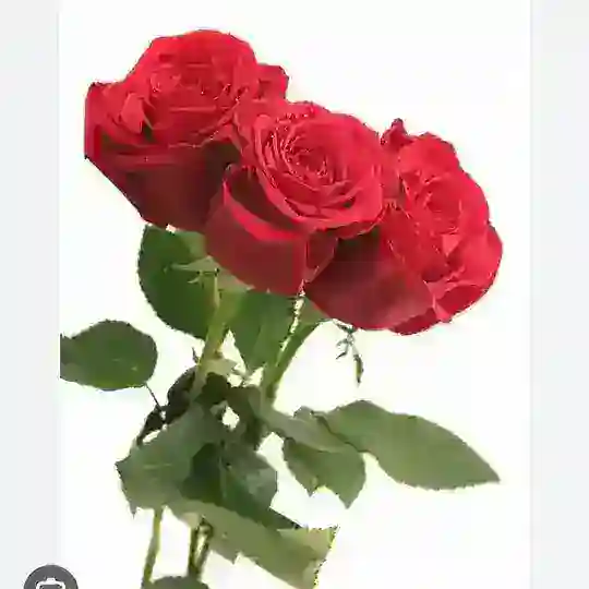 Rosemall 💙