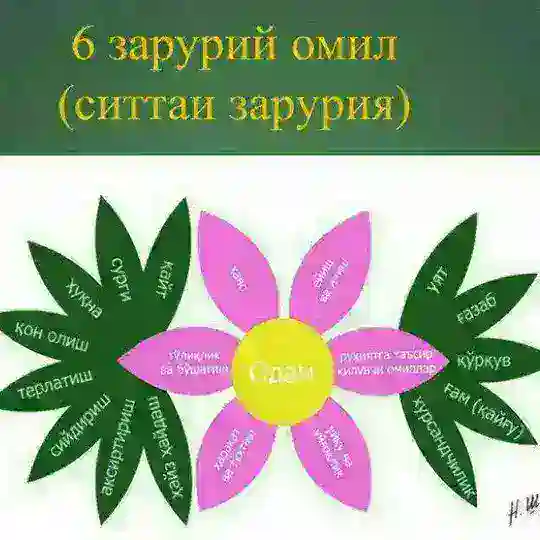 Табиий даво - Салимахон Табиба Ая рохимахуллох Табобат марказлари !