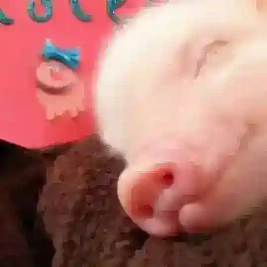 XX买卖交易群