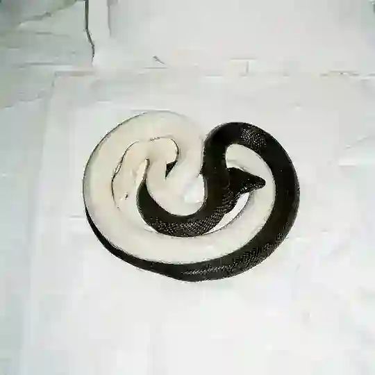Yağız-AOSP