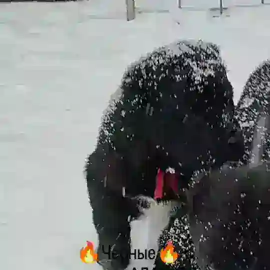 Жануб Ел Ениш. САО черные и не только.