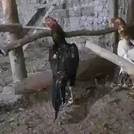 Abdugʻaffor xoʻrozlari2