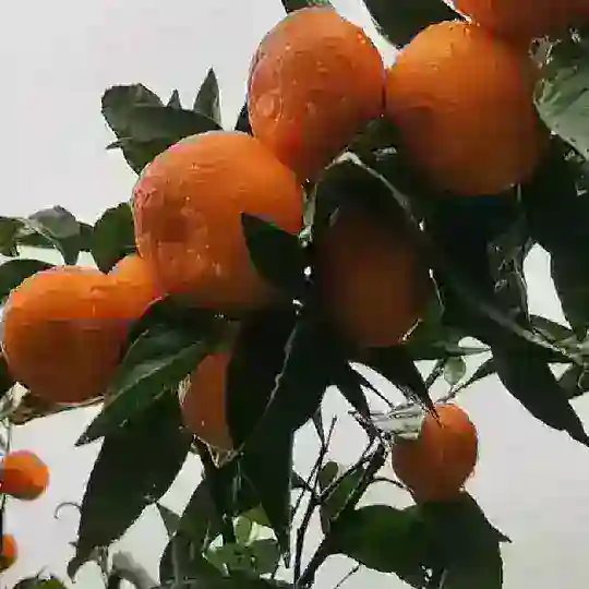 Полезная Абхазия 🍊