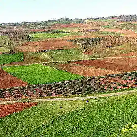 AGRICULTURA GANADERÍA DE ESPAÑA
