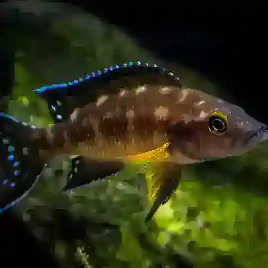 Aquarium Tanganika baliqlari Uzb