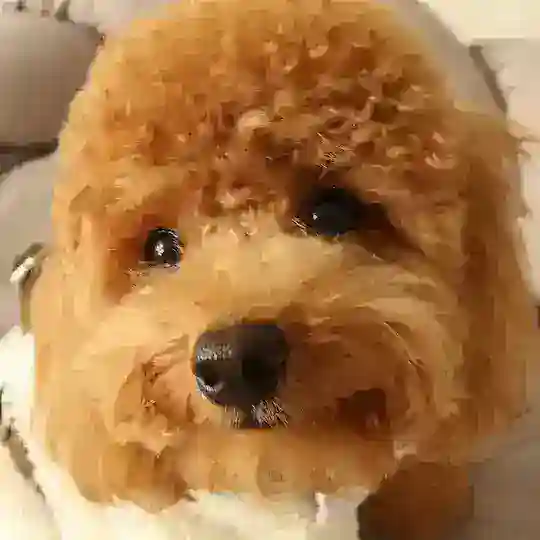 Клуб Беатрис 🐶🩷