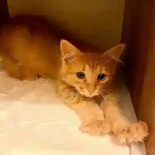 Пушистые бездомыши - berrycat.ru Chat