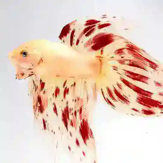 Bettas, Bichos y +🐛🦟🐞