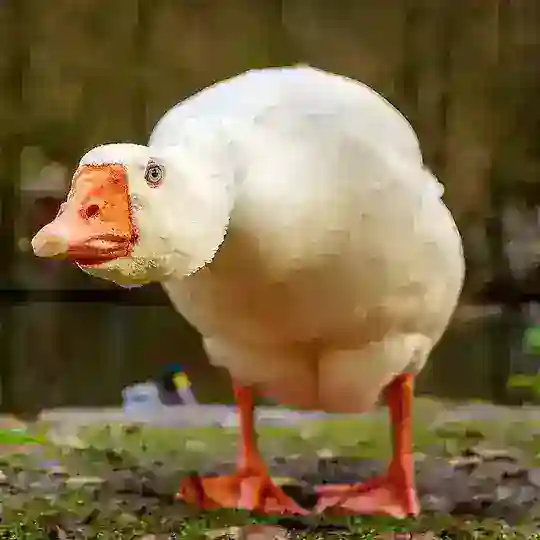 чат Ludo_Halabuda