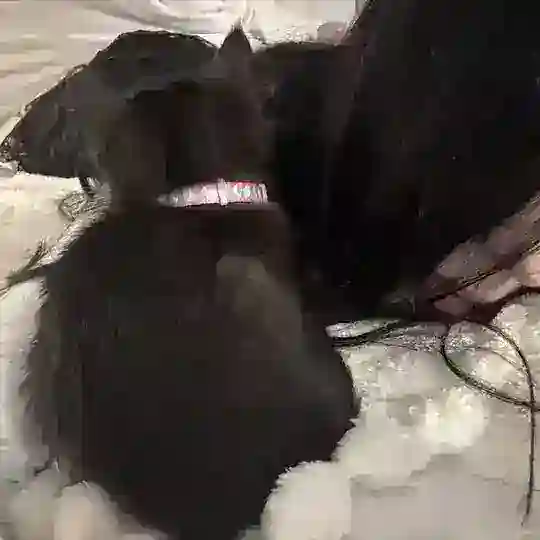 chat лицированной