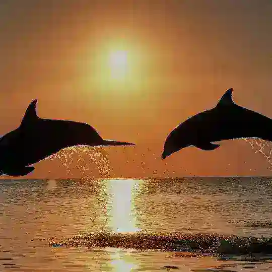 🐬Dolphin买卖群