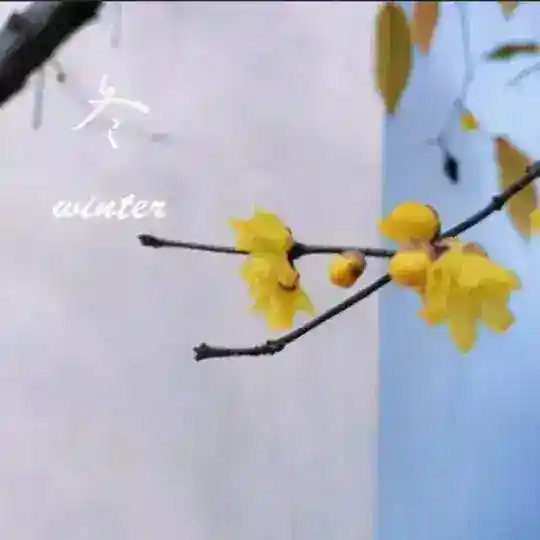 冬季❄️买卖群