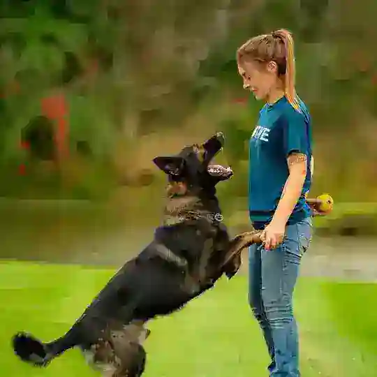 мк с кинологом