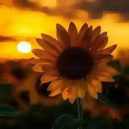 دردشه بنات سروش🌹