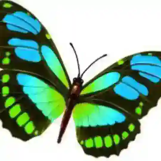 蝴蝶🦋中文社区