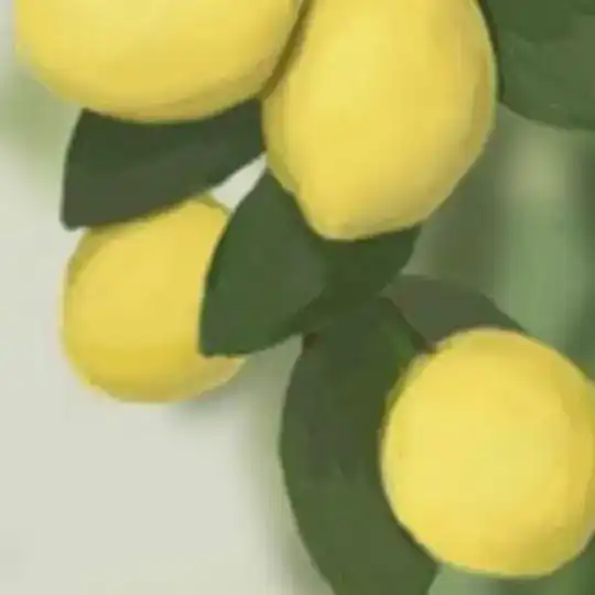 天天视频
