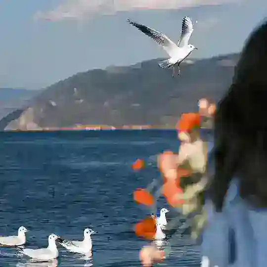 东南亚深情聚集地（不要骂了 ）