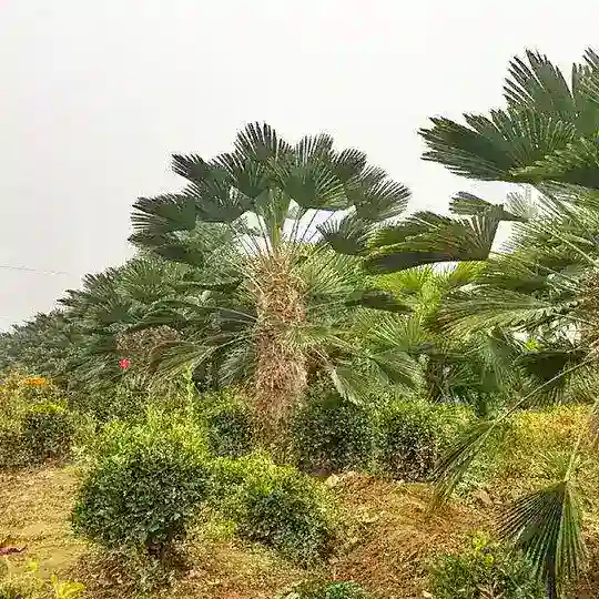 Gul Bozor🌴🌺🌱🌹🌲🌼🌵🏵🌳🌷🌸🌿💐🍀💮🌾🍃🍁🥀🍂🍎🥦🥑🍒🍊🥔🍐🍉🍌🍓🍍🥝🍄🌽🥥🍅🍈🍇🍑🌶🇺🇿🎋🍆🍋
