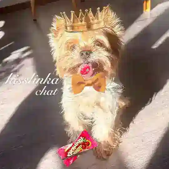 секта