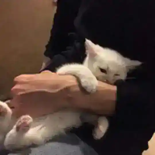 诚新卡