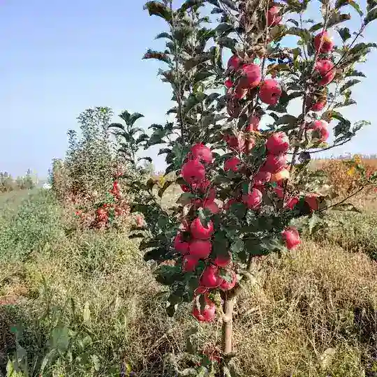 Bog'bon Mevali ko'chatlar