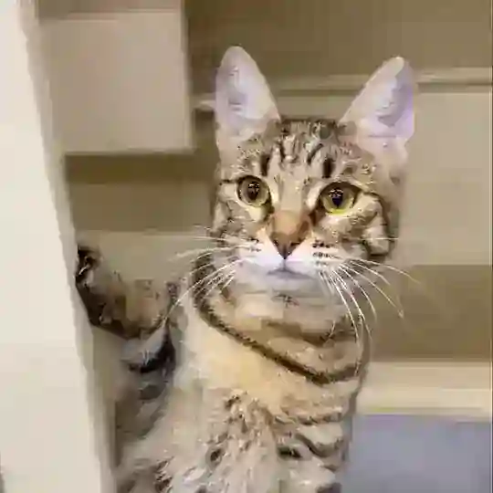 Кот Магеллан