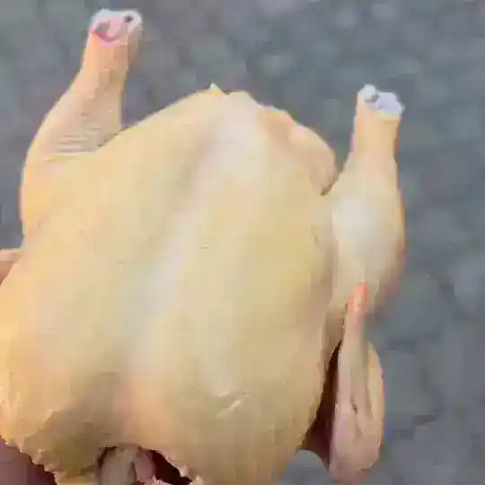 Kury_nazakaz
