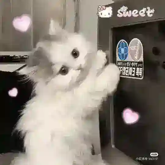“恋花买卖群ઇ