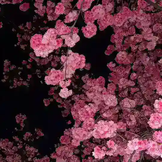 盘口直招续租日结算白盘夜盘租q/快手