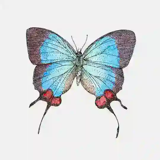 蝴蝶交流群🇨🇳