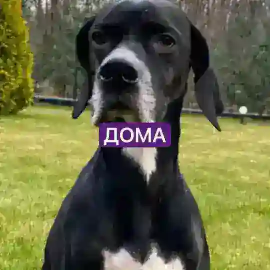 Потеряшки Коммунарка - ЧестерАлерт
