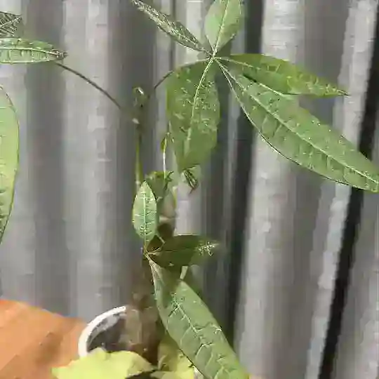 卡商吃瓜曝光交流群