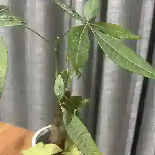 东南亚交流群（🈲广告）