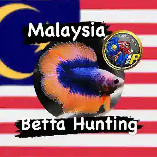 Malaysia🐟Betta Hunting group 🐟