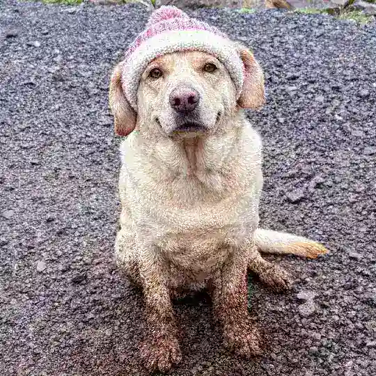 Muddy Doggy