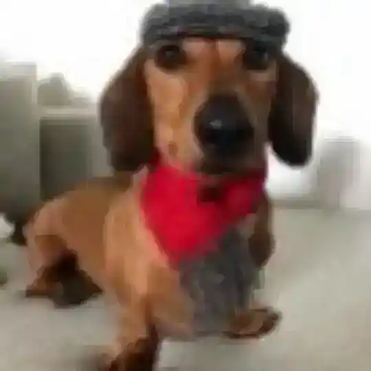 Ответы ОГЭ ЧАТ