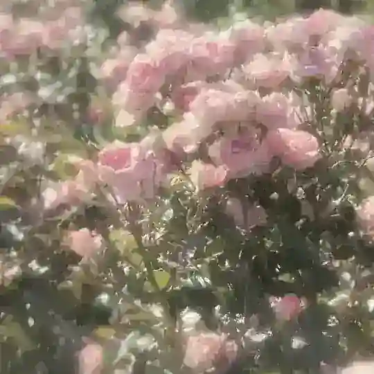 𝗣𝗥 𝗰𝗵𝗮𝘁 | Cyclamen