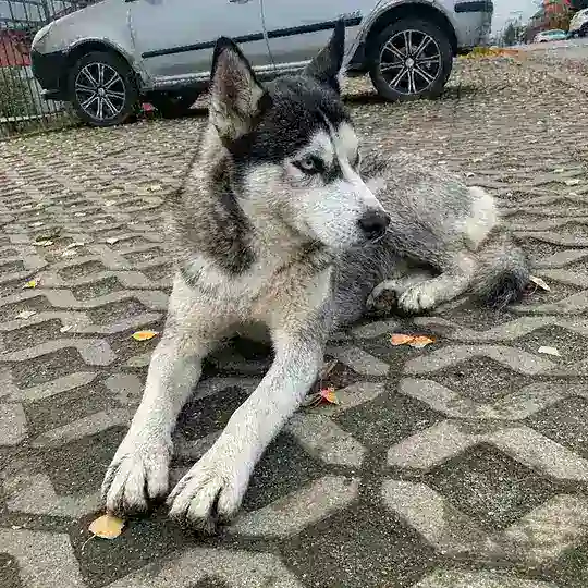 Потеряшки ЛГО