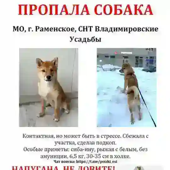 Потеряшки Раменское