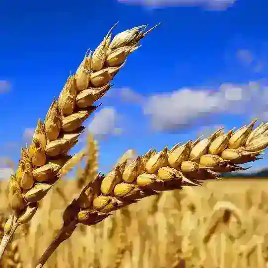 Сельское хозяйство