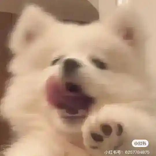 鲨鱼宣传群 👾