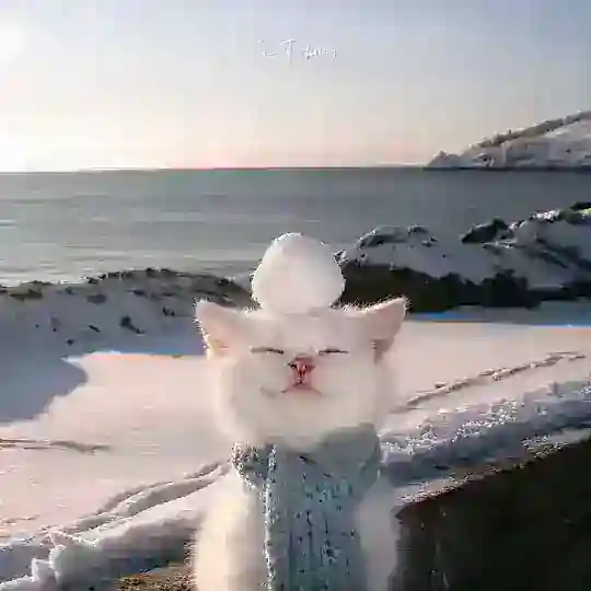 snow chat 吹雪☁️云