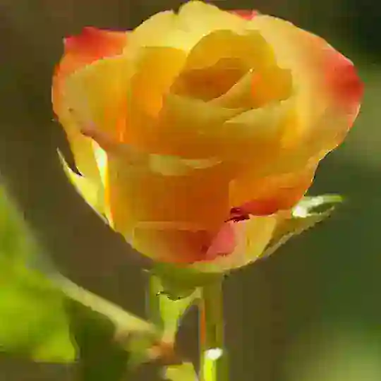 گروه ترویج خوراک طبیعی تندرستی شهر کرد