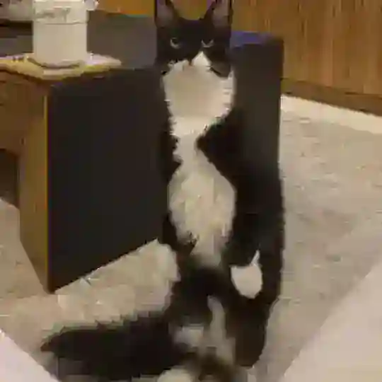 Timo