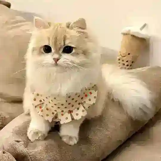 天津欢喵私影女仆2.0💓
