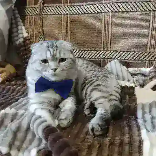 Wikikotia(Дарья)&Софья chat