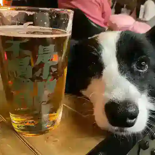 小狗诱饵女仆小酒馆